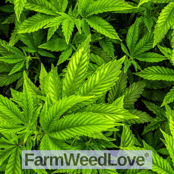 Cannabidiol